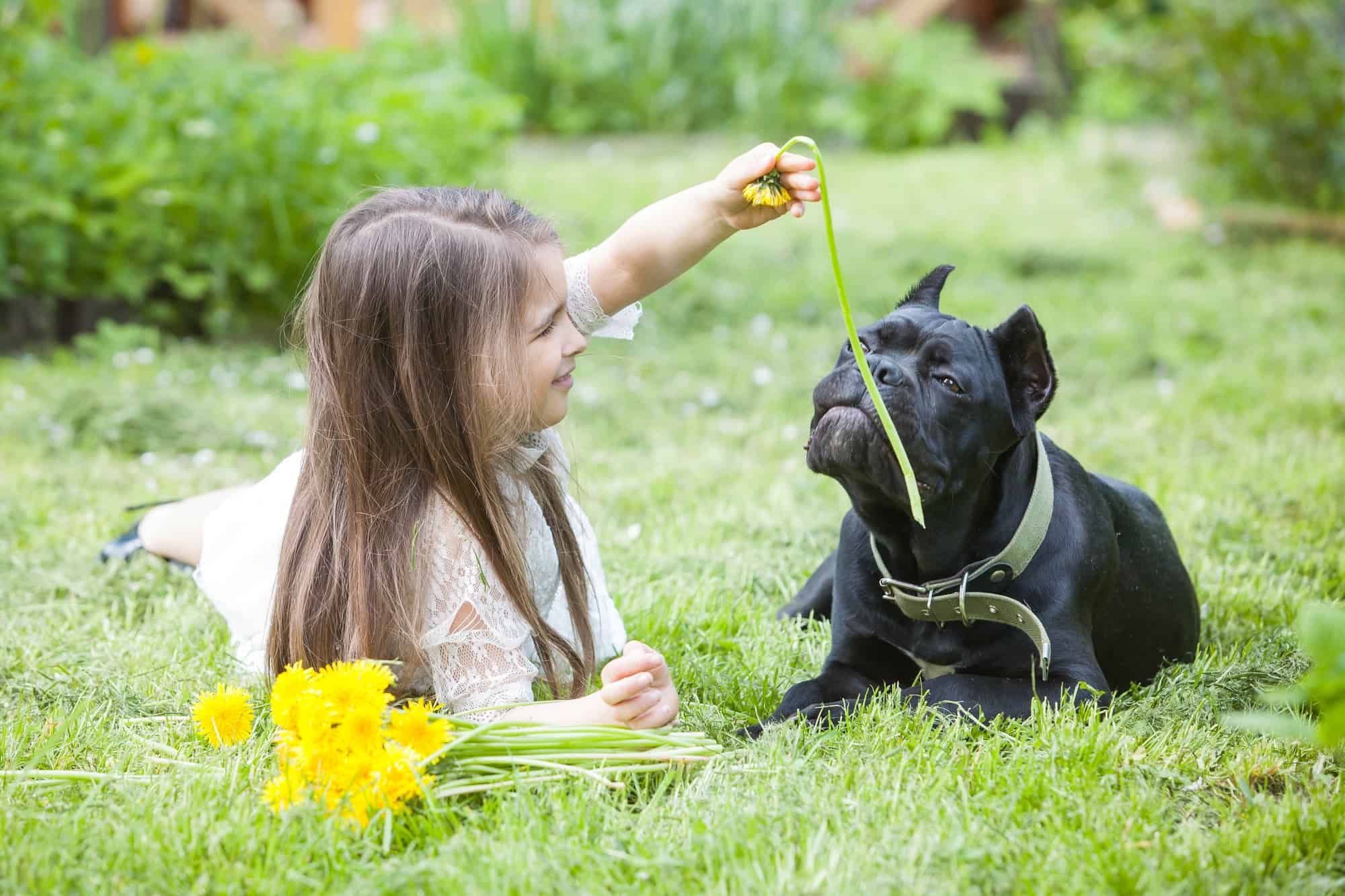 Are Cane Corsos Good With Kids? A Guide for Parents