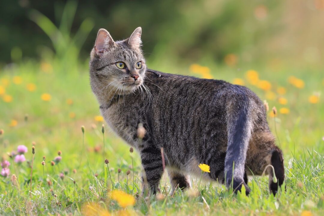 Tabby Cat Lifespan How Long Do Tabby Cats Live?