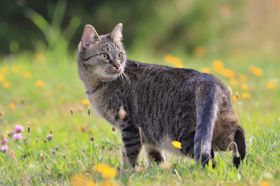 Tabby Cat Lifespan How Long Do Tabby Cats Live?