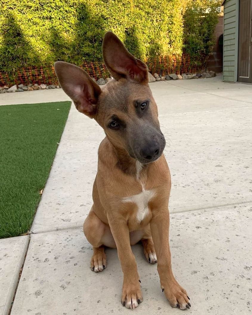 Belgian Malinois Mixes Doberman Belgian Malinois Mix Guide 2024 FYRI Belgian Malinois Mixes Doberman Belgian Malinois Mix Guide 2024 FYRI