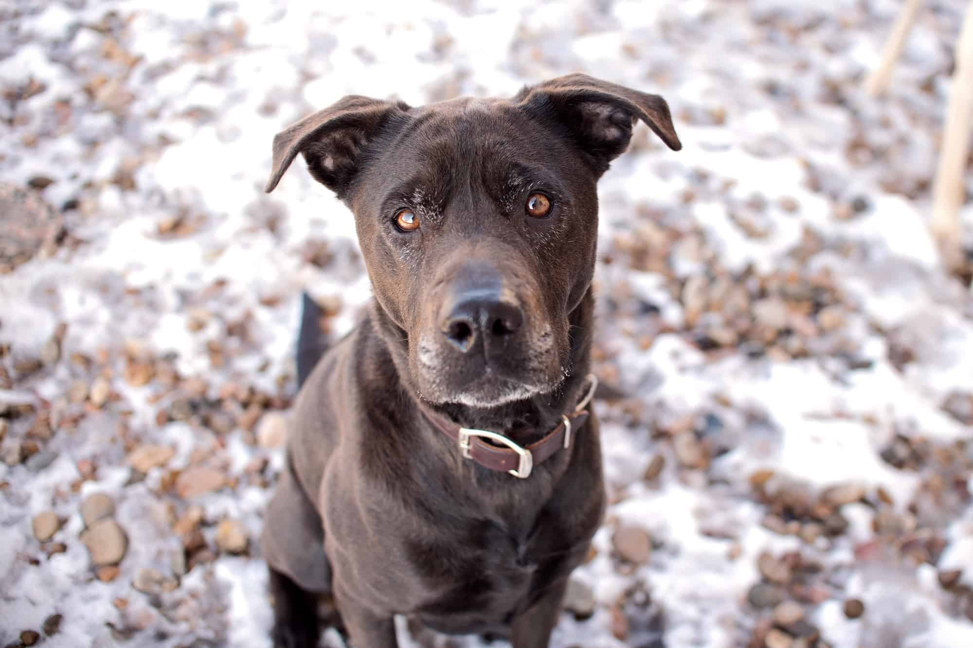 Labrabull or Bullador (Pitbull Lab Mix) Info, Pictures, Facts, FAQs & More