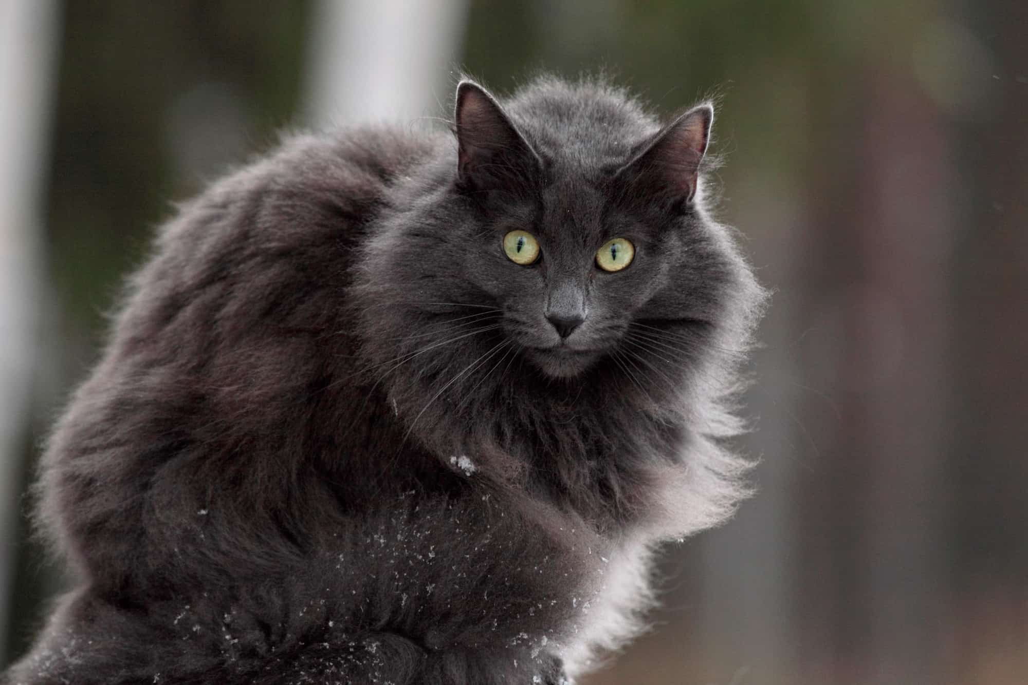 Black Norwegian Forest Cat Facts, Pictures & More