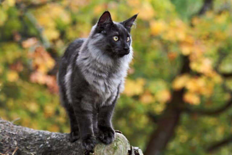 Black Norwegian Forest Cat Facts, Pictures & More