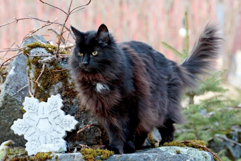 Black Norwegian Forest Cat Facts, Pictures & More