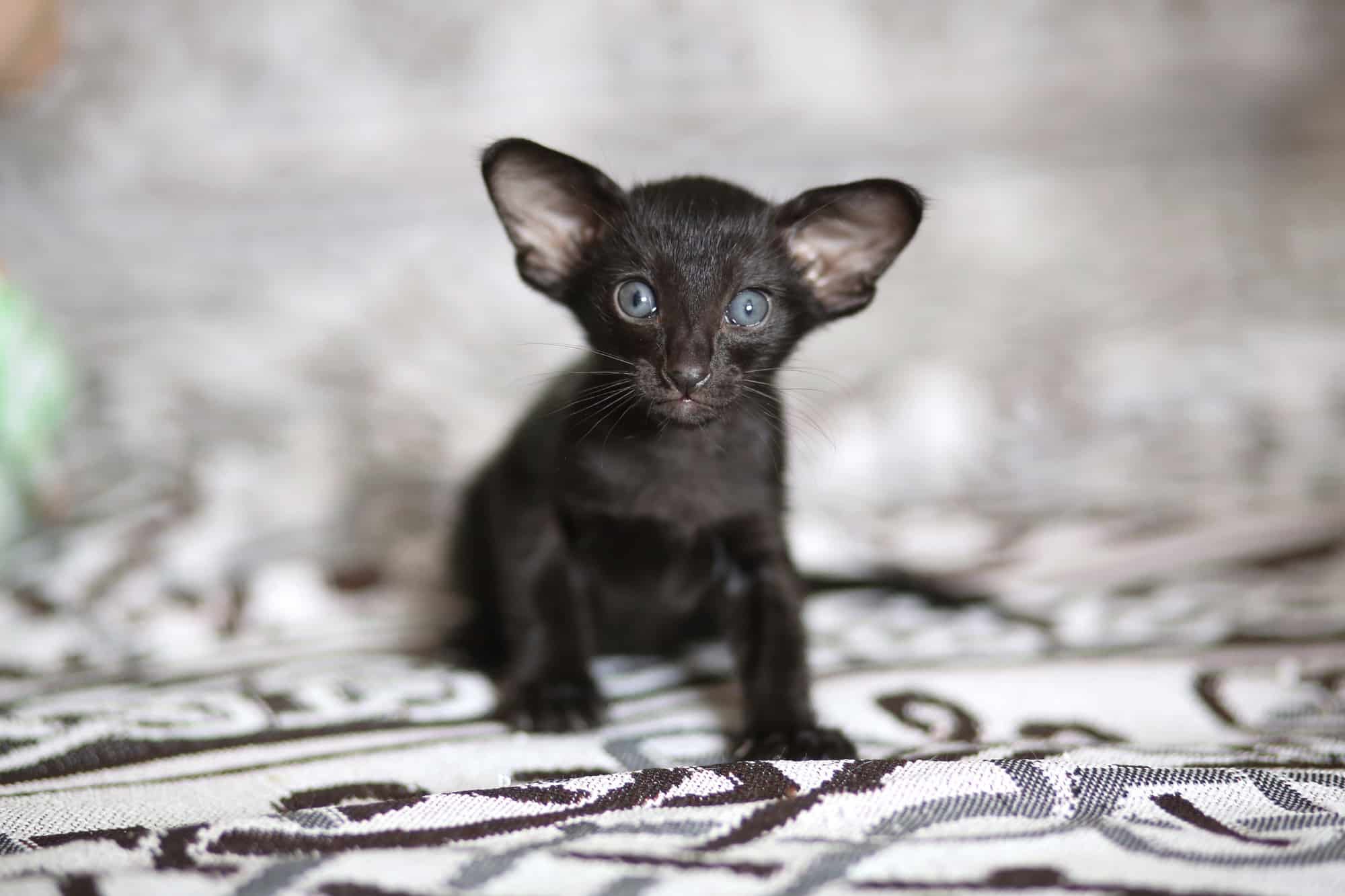 Black Oriental Shorthair Facts, Traits & FAQs (With Pictures)