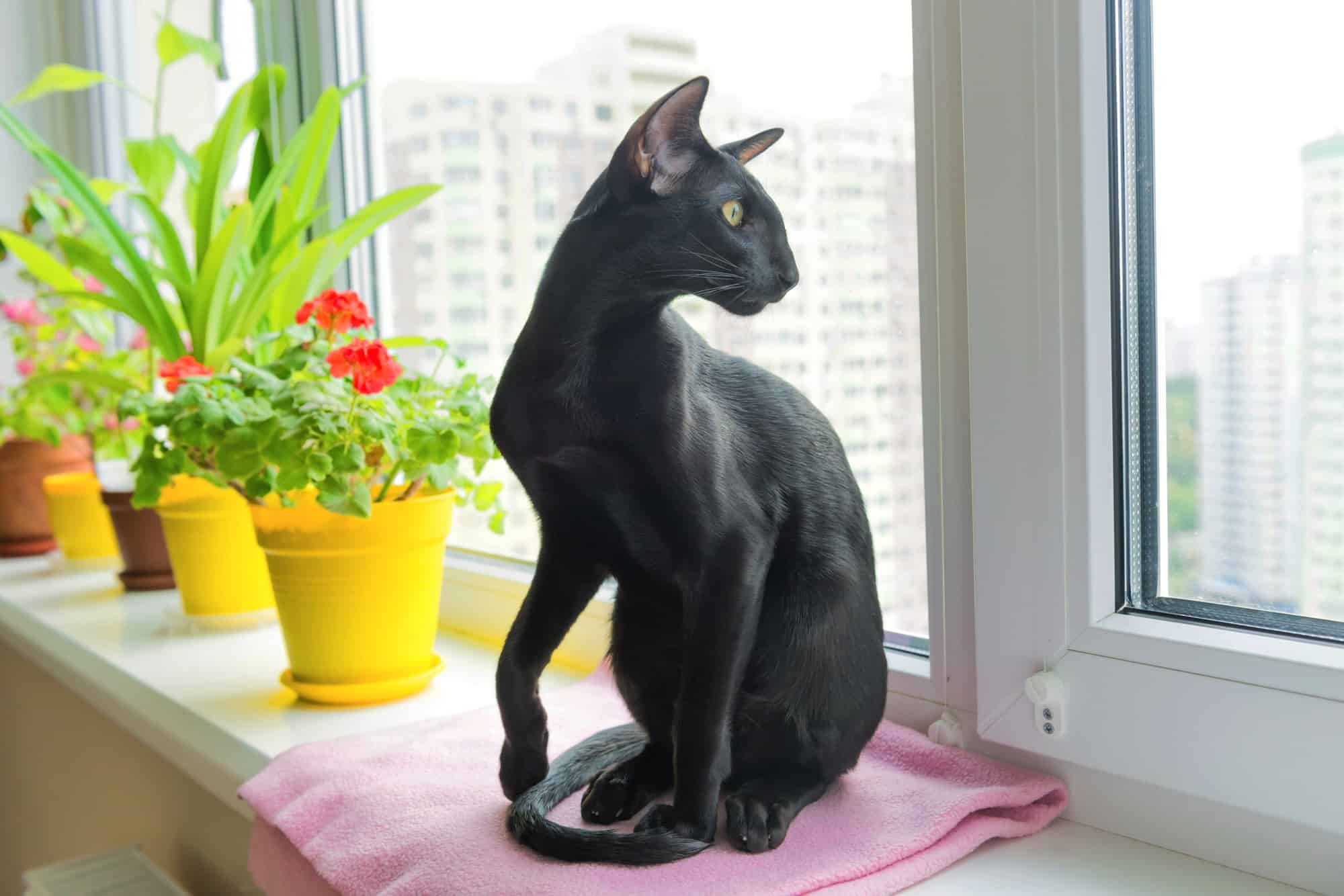 Black Oriental Shorthair Facts, Traits & FAQs (With Pictures)