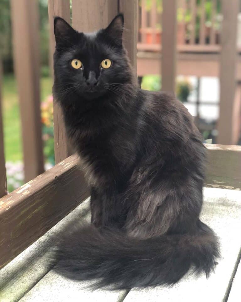 Black Ragdoll Cat Info, Traits & FAQs (With Pictures)