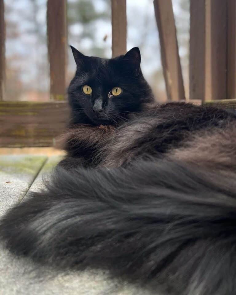 Black Ragdoll Cat: Info, Genetics, Traits & FAQs (With Pictures)