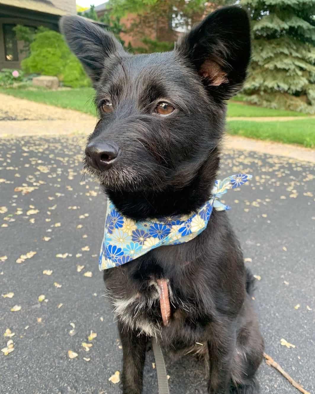 Poo Shi (Poodle & Shiba Inu Mix) Info, Pictures, Facts, FAQs & More