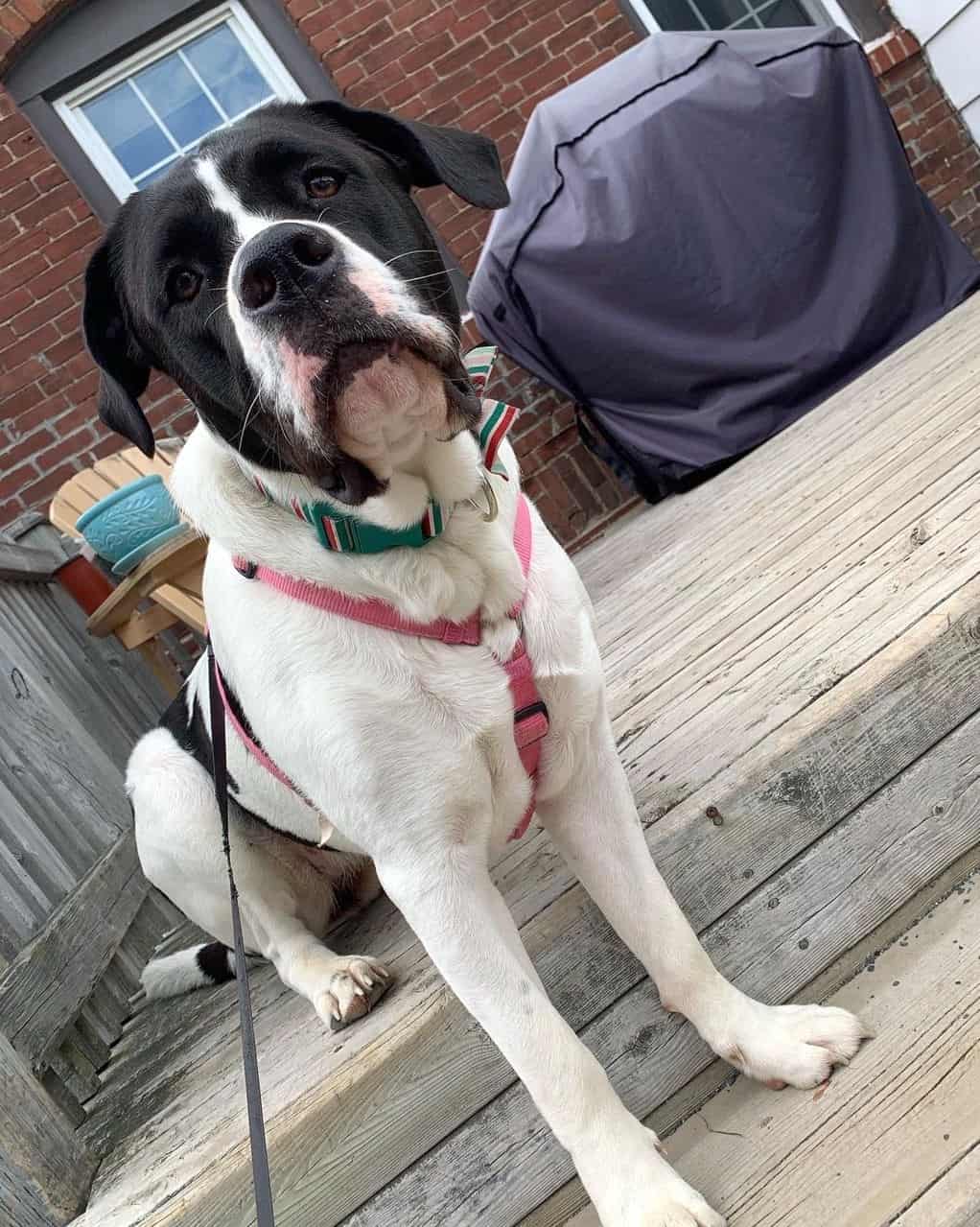 Saint Bernard Pitbull Mix Info, Pictures, Facts, FAQs & More