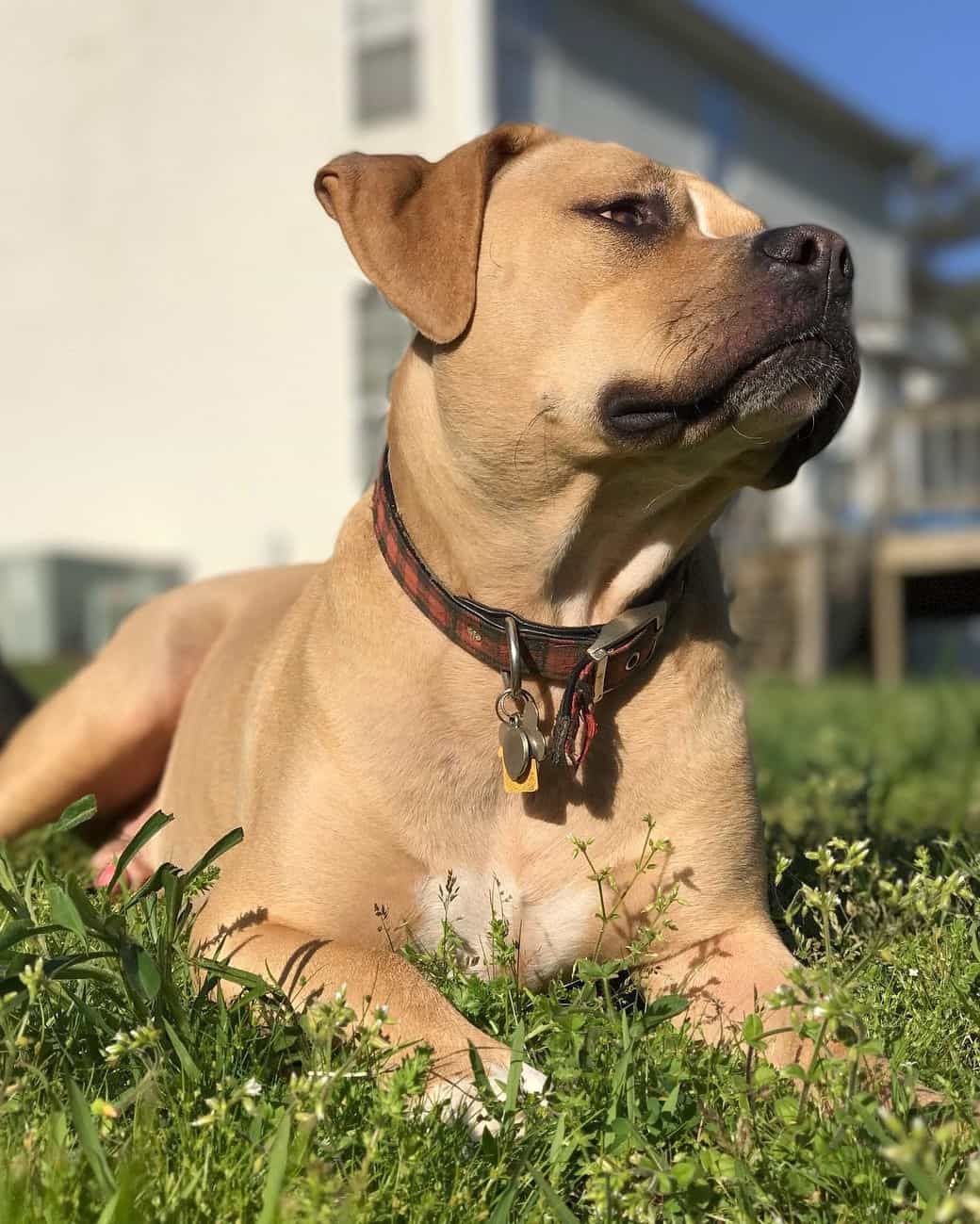 Bloodhound Pitbull Mix Info, Pictures, Facts, FAQs & More