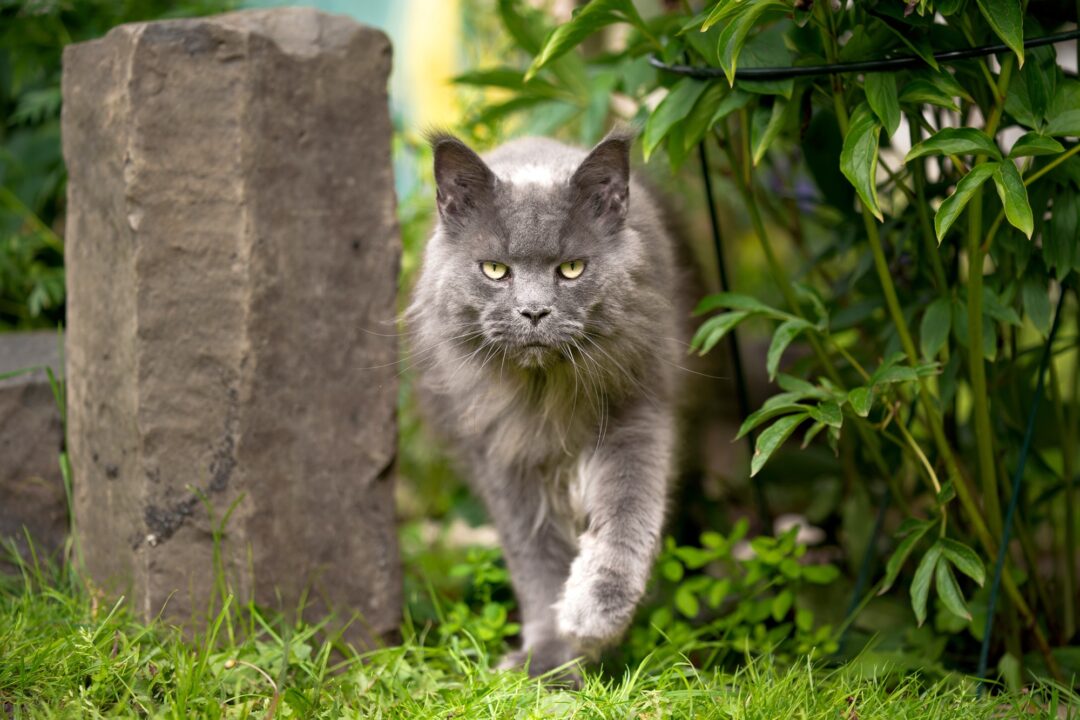 Grey Maine Coon Facts, Patterns & Traits (With Pictures)