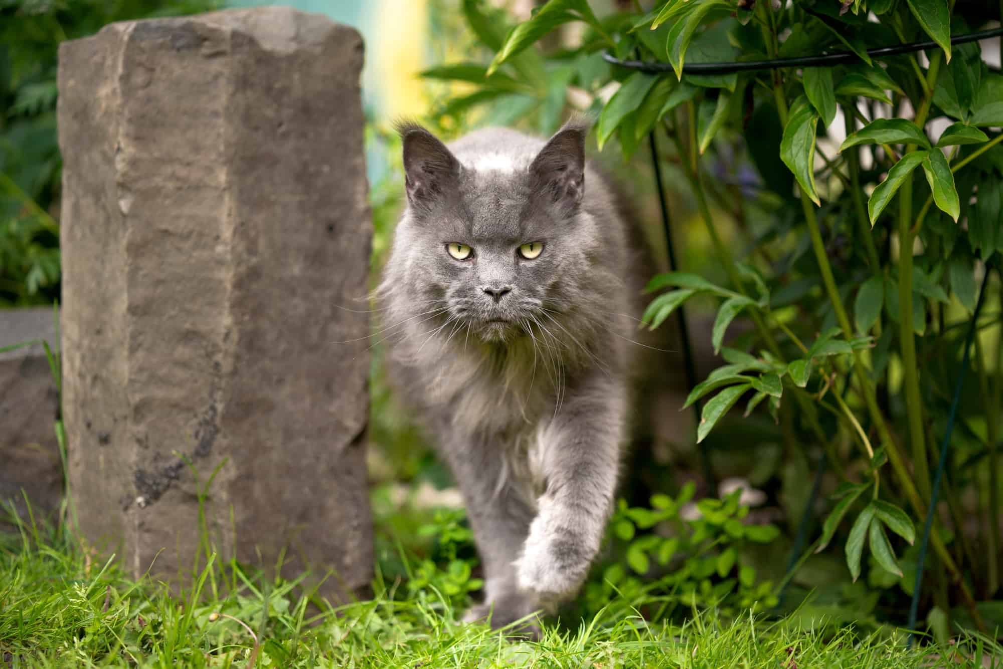 Grey Maine Coon Facts, Patterns & Traits (With Pictures)