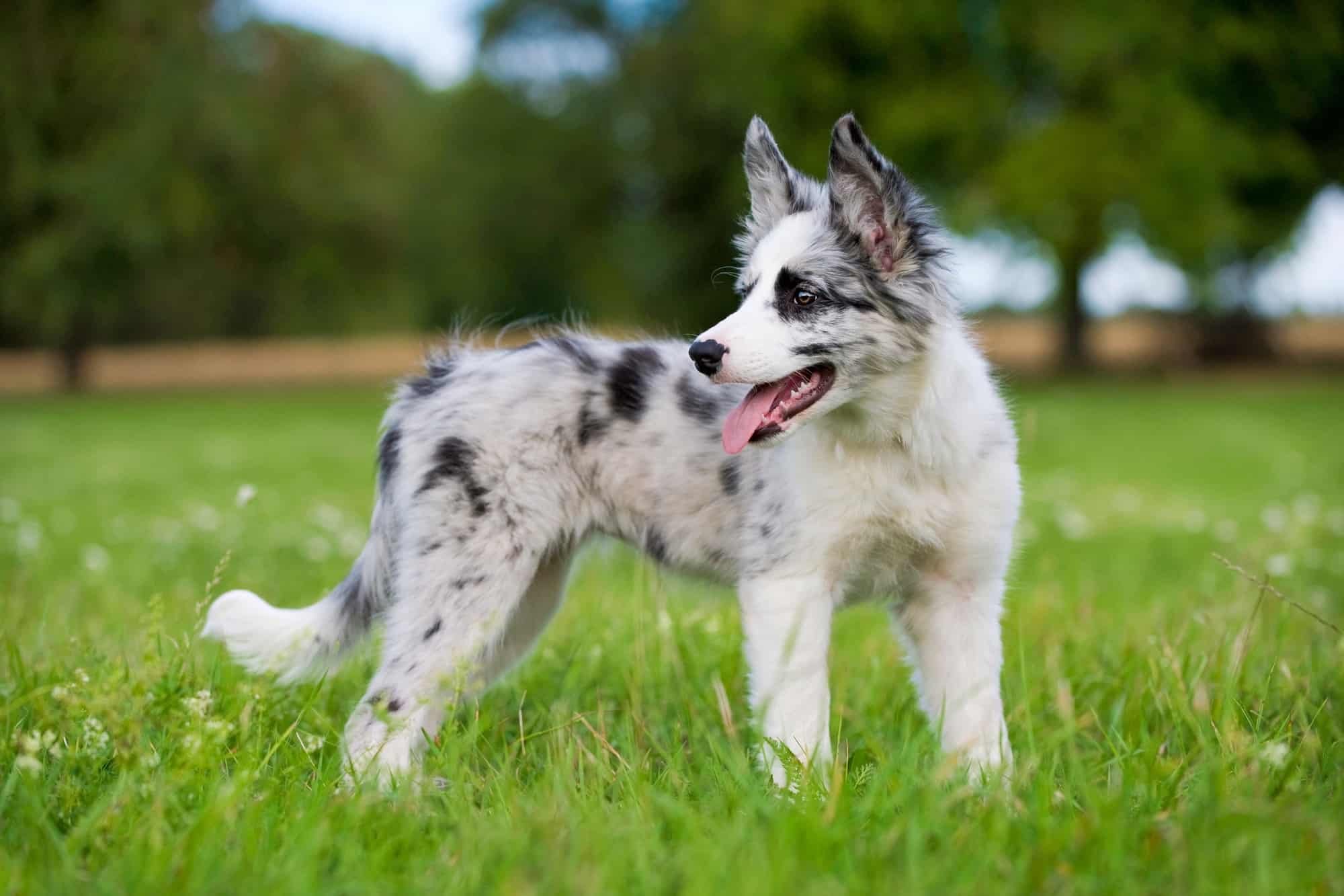 Blue Merle Border Collie Facts, & More (With Pictures)