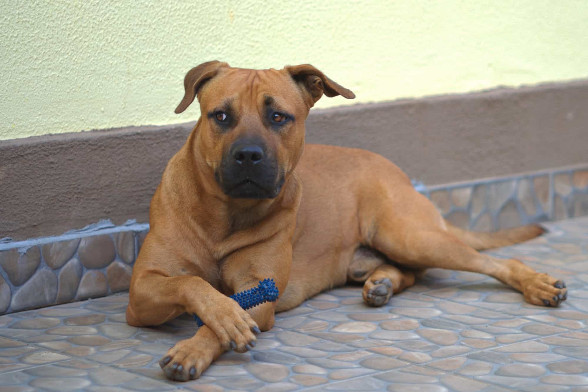 Boerboel Pit (Boerboel & Pitbull Mix) Info, Pictures, Facts, FAQs & More