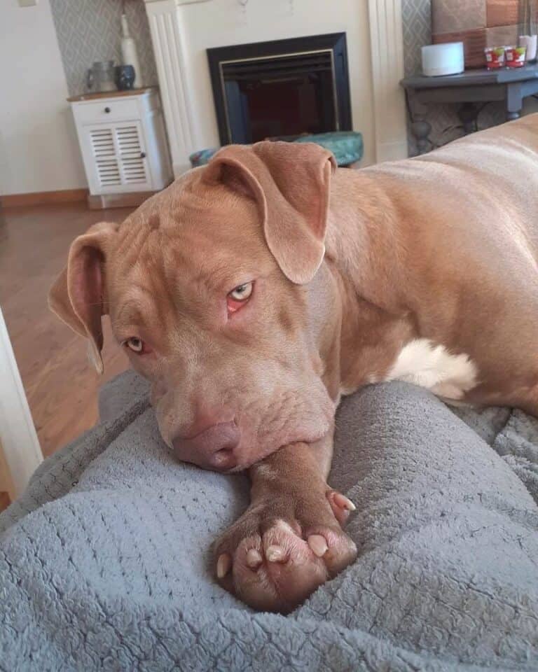 Boerboel Pit (Boerboel & Pitbull Mix) Info, Pictures, Facts, FAQs & More