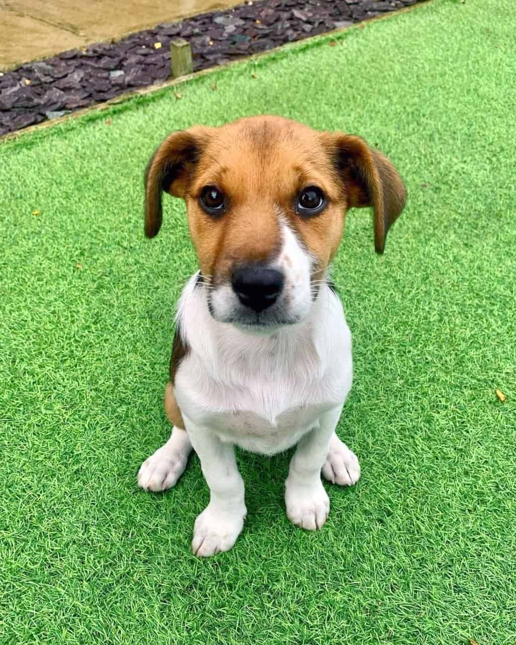 Border Beagle (Beagle & Border Collie Mix) Info, Pictures, Facts, FAQs