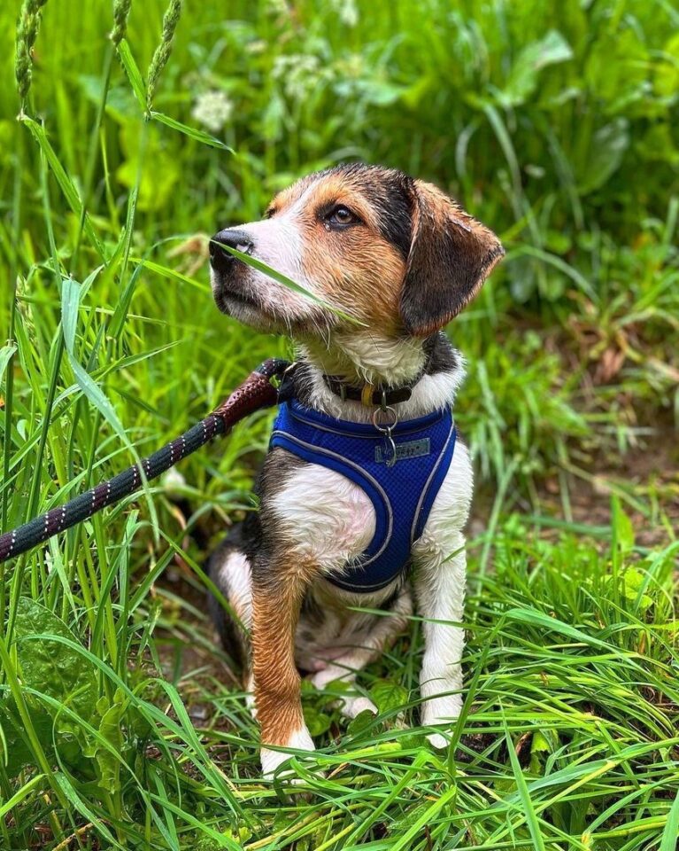 Border Beagle (Beagle & Border Collie Mix) Info, Pictures, Facts, FAQs & More