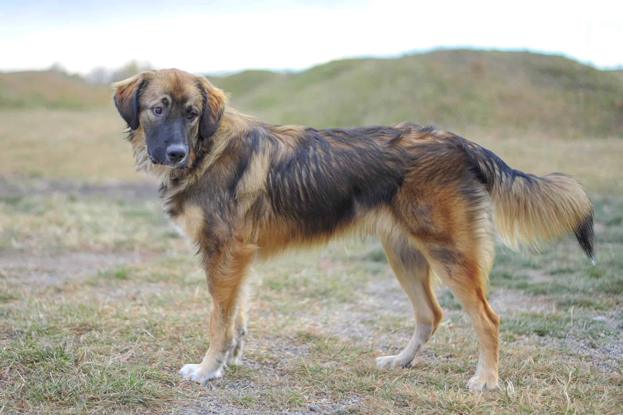 Border Collie Pyrenees (Border Collie & Great Pyrenees Mix) Info, Pictures, FAQs & More