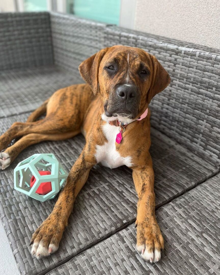 Pit Boxer Lab Mix Info, Pictures, Facts, FAQs & More