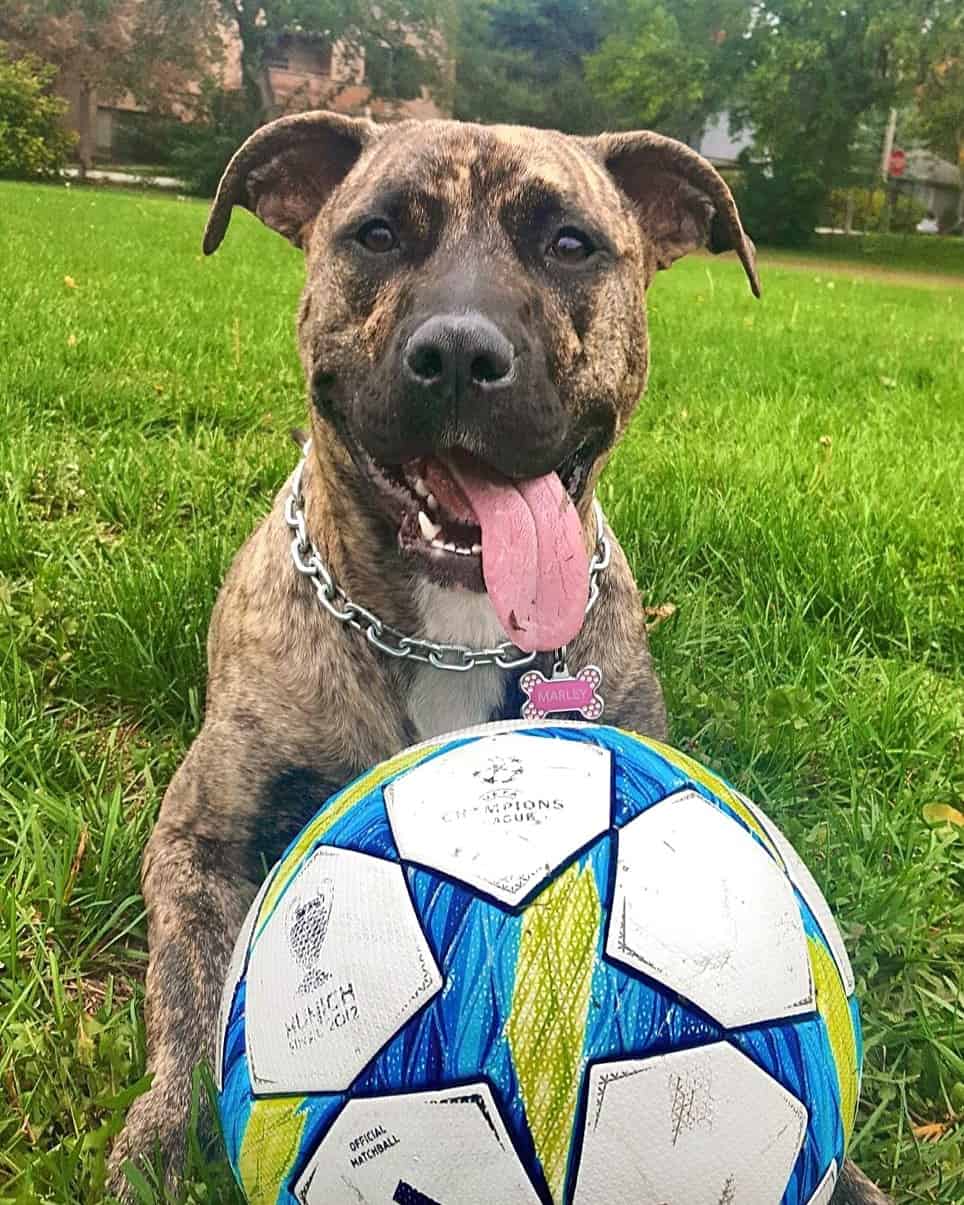 Presa Canario Pitbull Mix Info, Pictures, Facts, FAQs & More