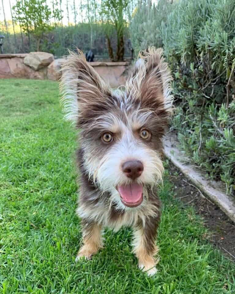 Yorksky (Yorkie & Husky Mix) Info, Pictures, Facts, FAQs & More