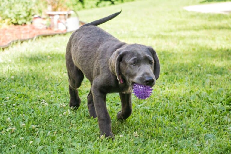 Charcoal Lab Facts, Health & FAQs (With Pictures)