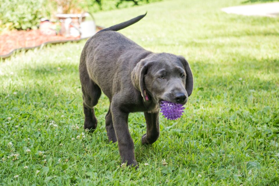 Charcoal Lab Facts, Health & FAQs (With Pictures)