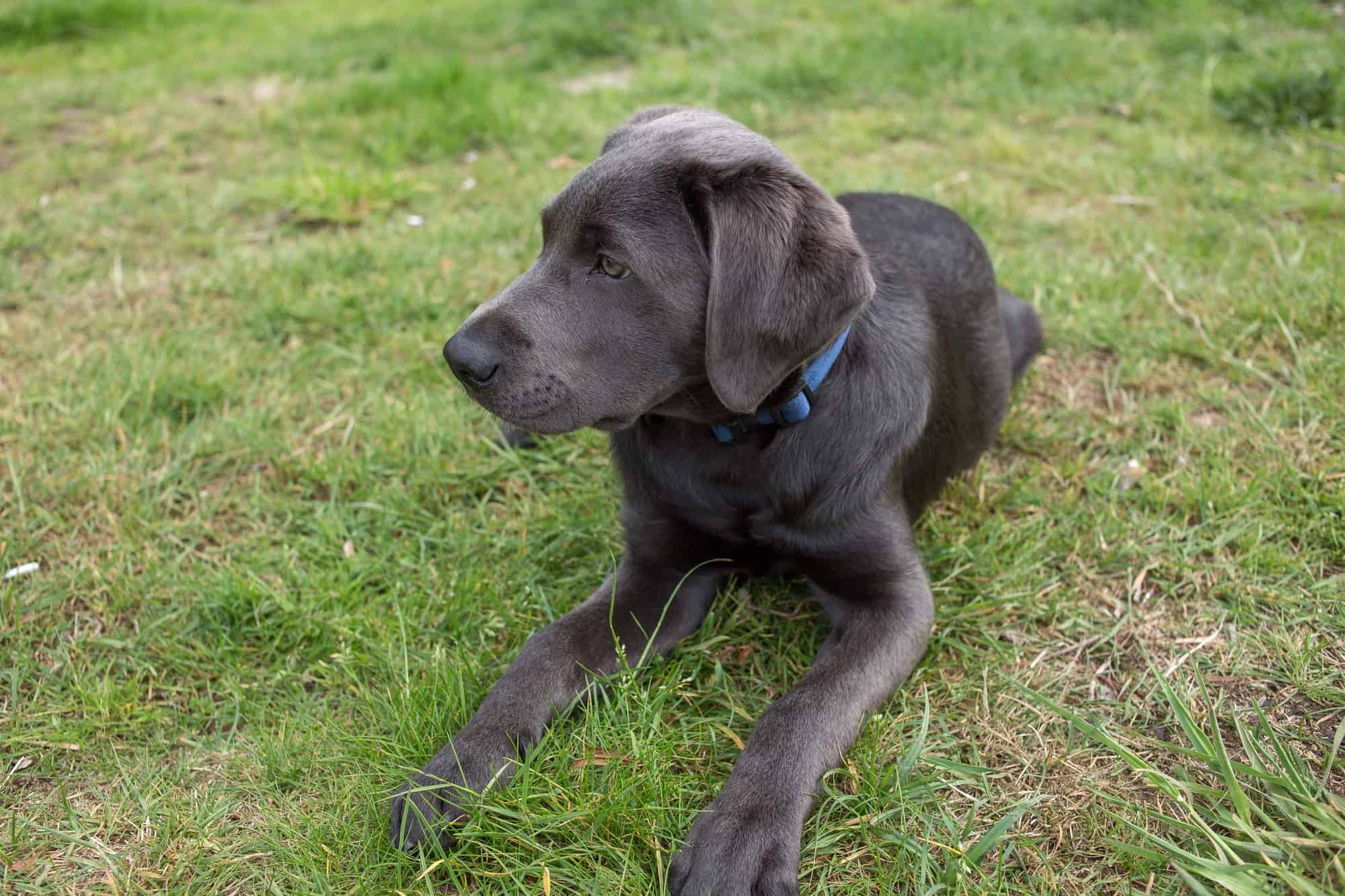 Charcoal Lab Facts, Health & FAQs (With Pictures)