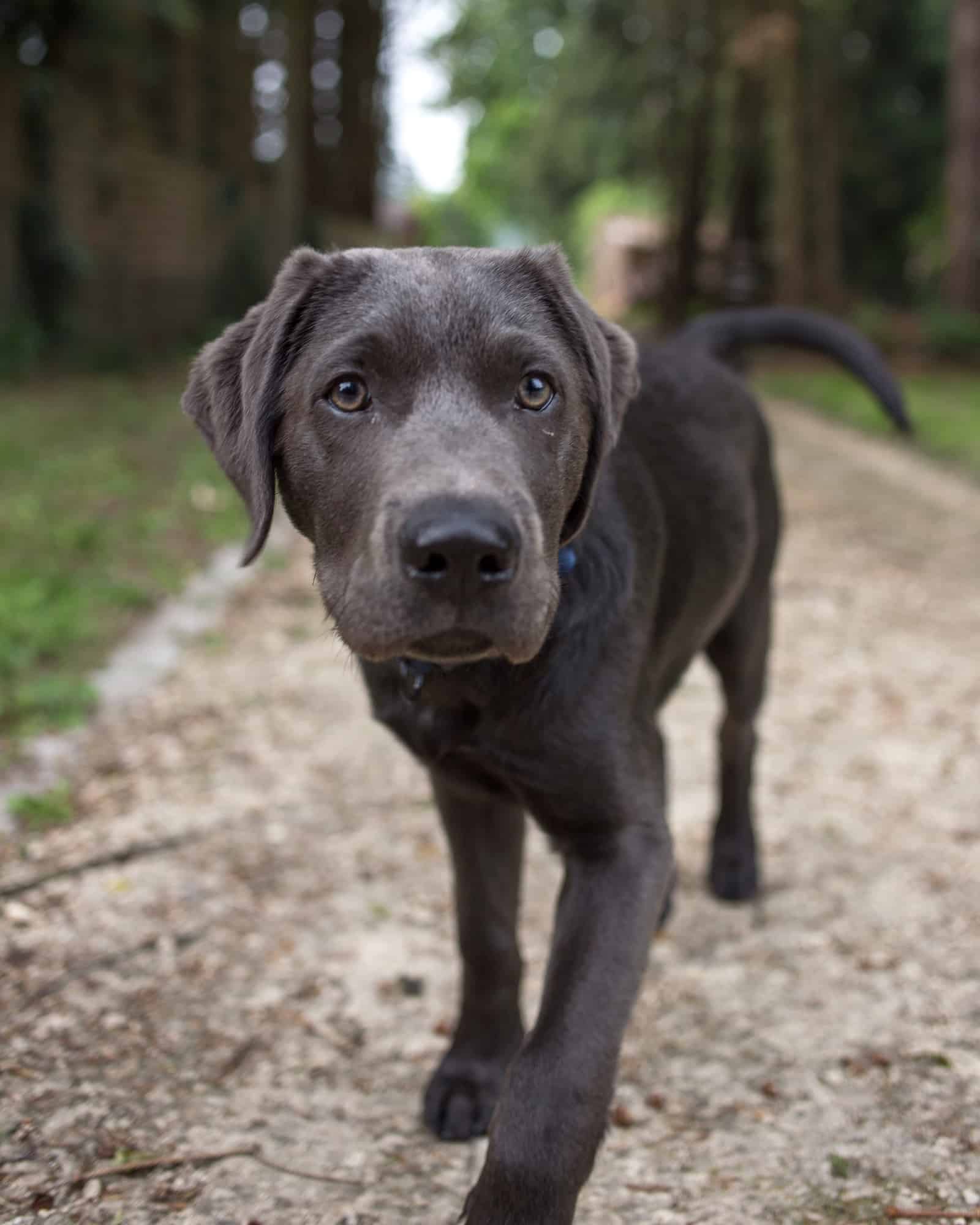 Charcoal Lab Facts, Health & FAQs (With Pictures)