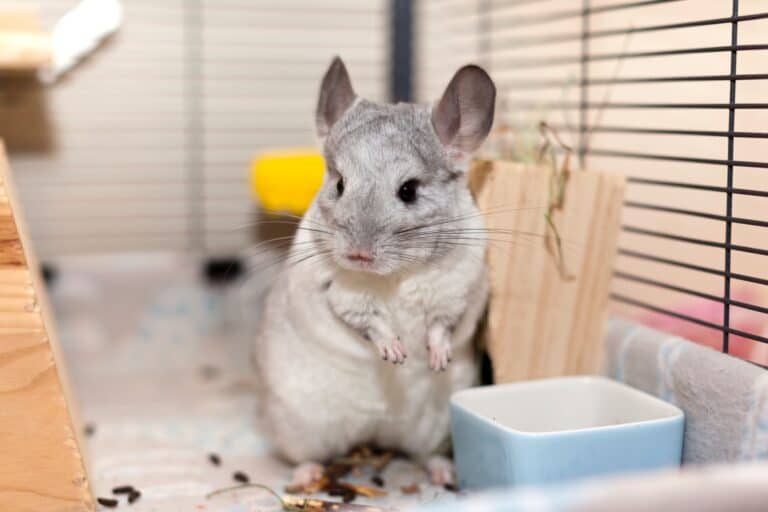 Chinchilla Lifespan How Long Do Chinchillas Live?