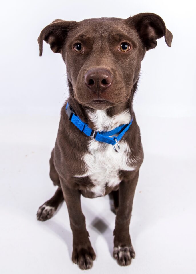 Labrabull or Bullador (Pitbull Lab Mix) Info, Pictures, Facts, FAQs & More