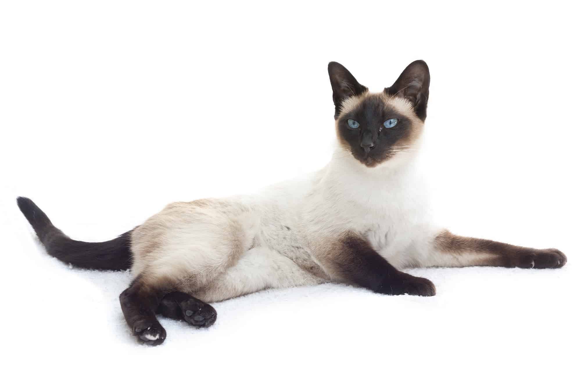 Chocolate Point Siamese Cat Facts, Traits, Pictures & FAQs