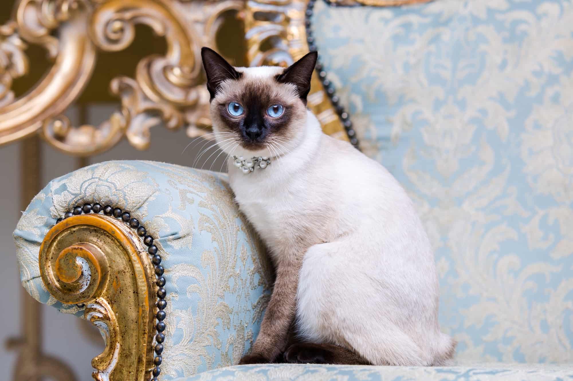 Chocolate Point Siamese Cat Facts, Traits, Pictures & FAQs