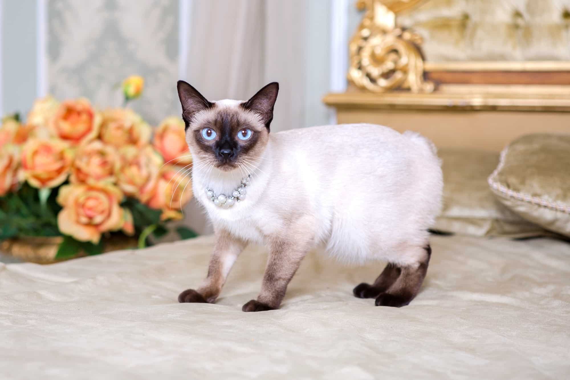 Chocolate Point Siamese Cat Facts, Traits, Pictures & FAQs