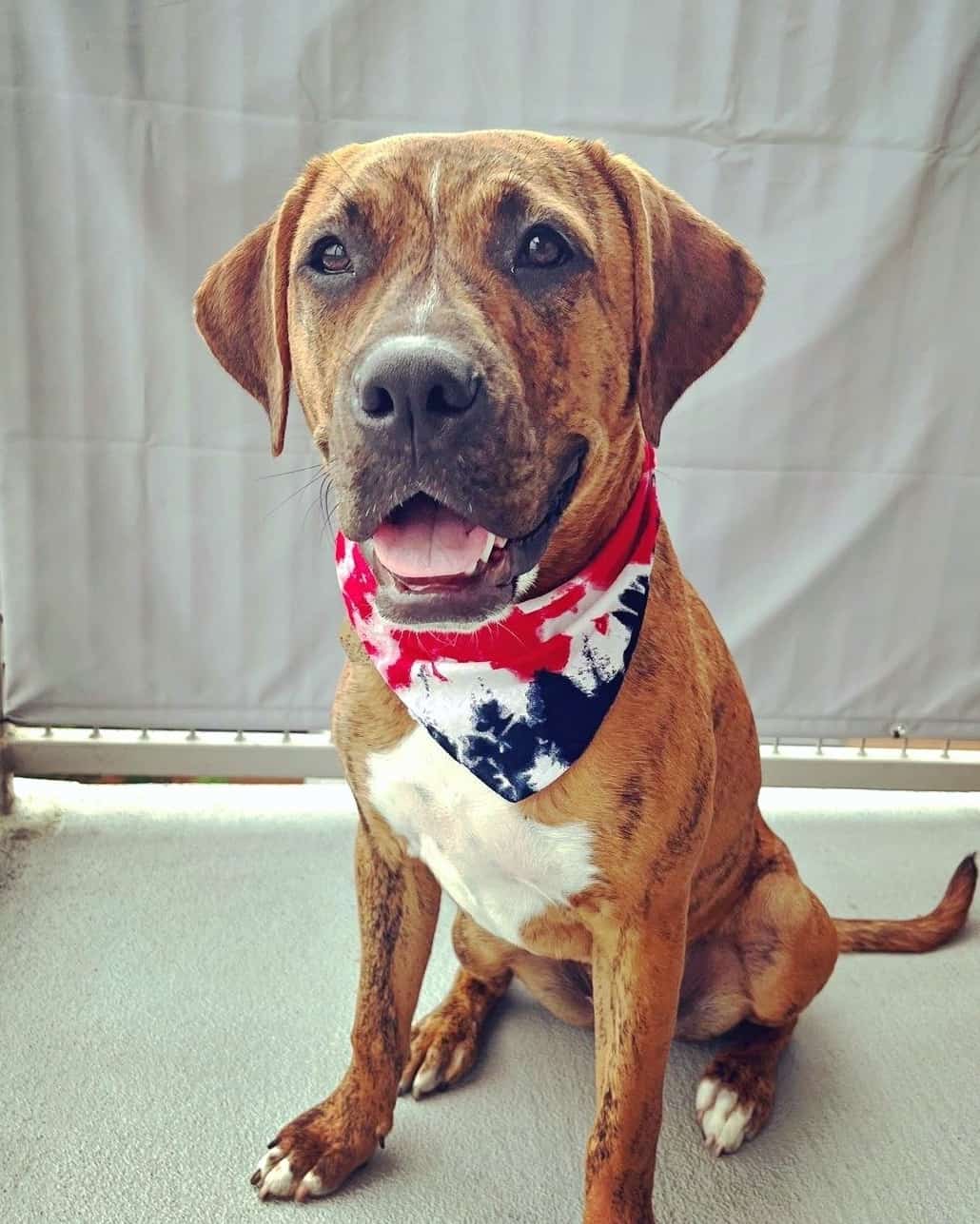 Pit Boxer Lab Mix Info, Pictures, Facts, FAQs & More