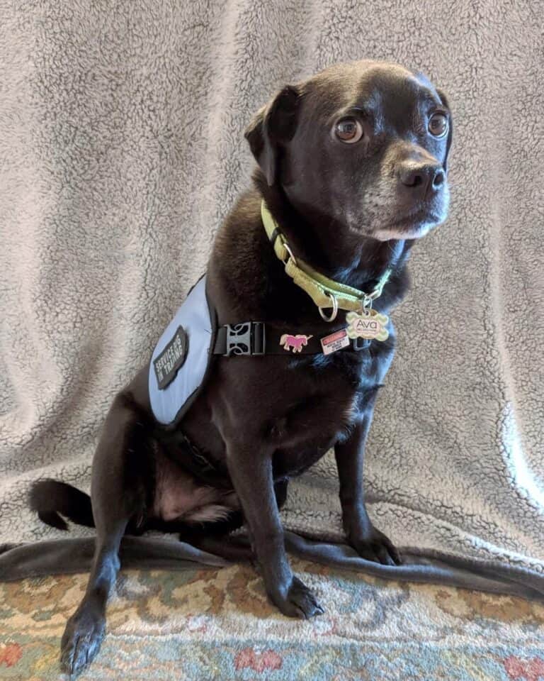 Pugador (Pug Lab Mix) Info, Pictures, Facts, FAQs & More