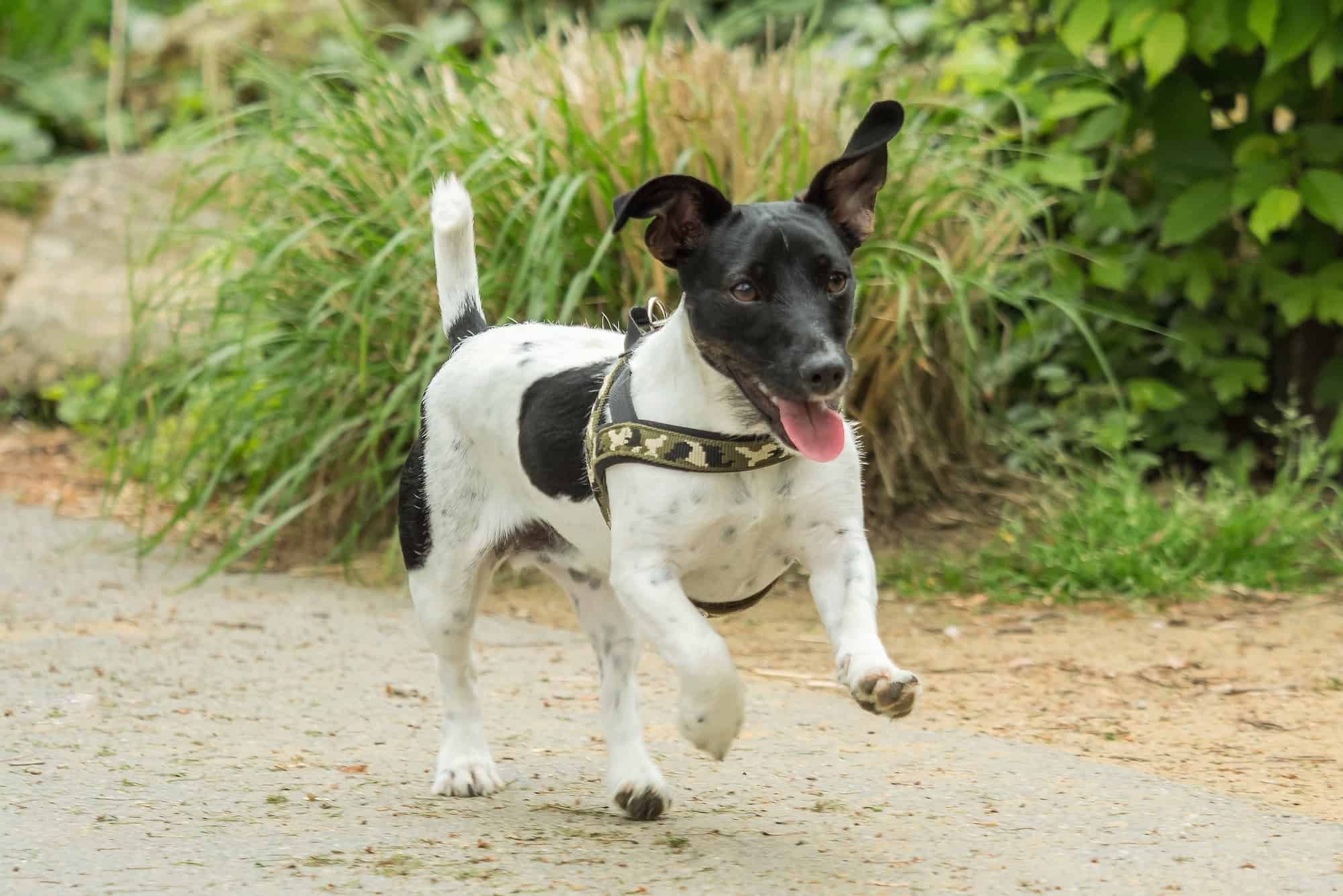 Black Jack Russell Terrier Facts, Pictures & More