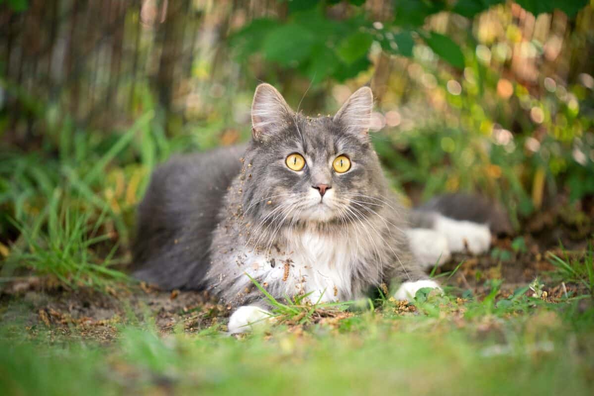 Cute tabby grey Maine Coon cat with dirty fur