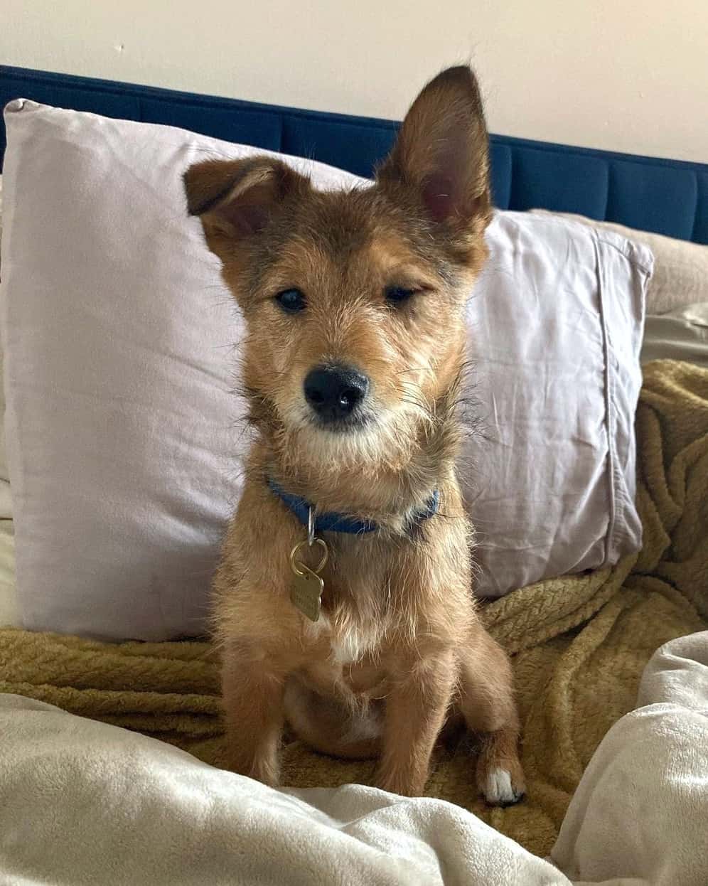 Poo Shi (Poodle & Shiba Inu Mix) Info, Pictures, Facts, FAQs & More