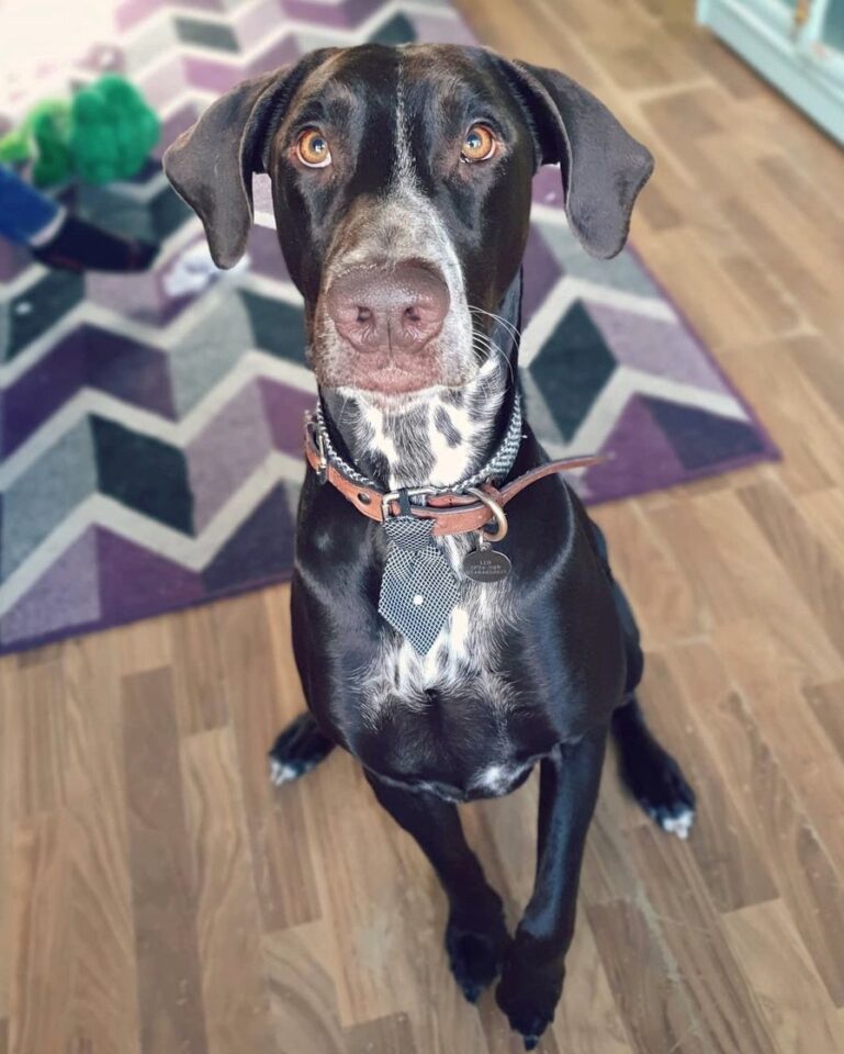 Doberman Dalmatian Mix Info, Pictures, Facts, FAQs & More