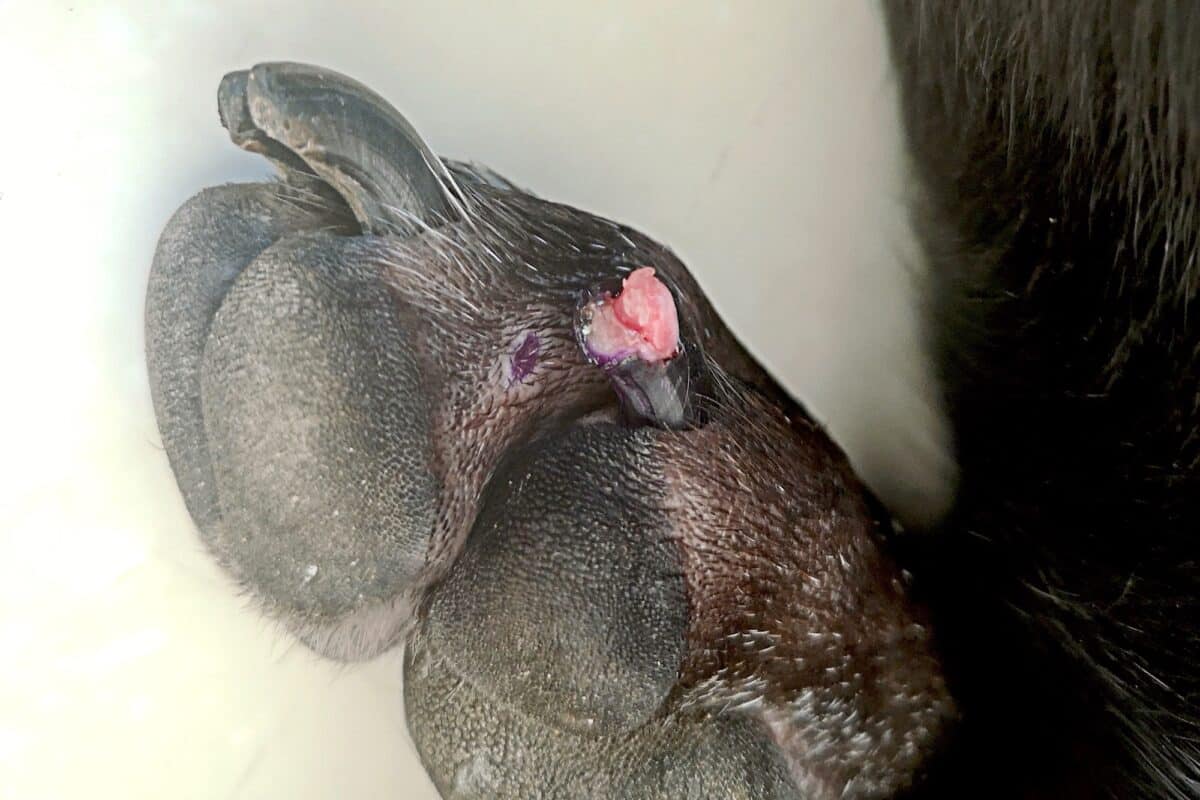 Dog broken nail separated from quick