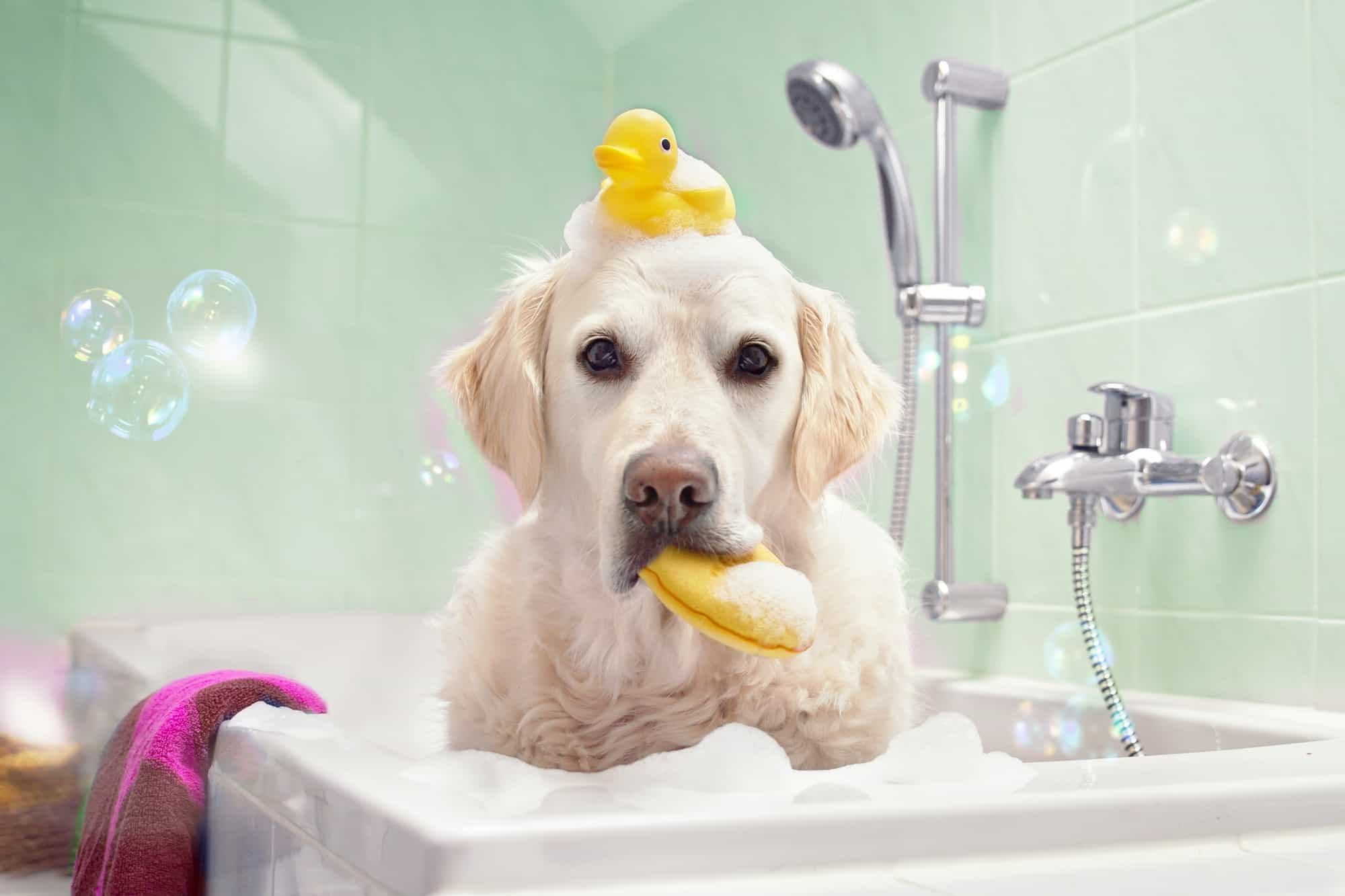 crusty-scabs-around-my-dog-s-mouth-causes-treatment-prevention