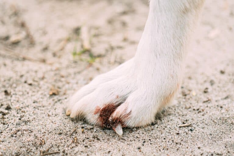 How to Treat a Dog Nail Separated From Quick (8 Easy Steps)