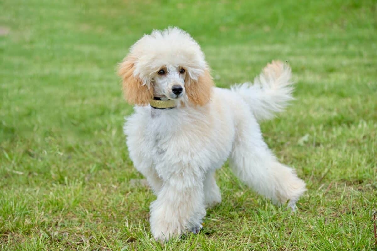 Dwarf apricot Poodle puppy on the grass