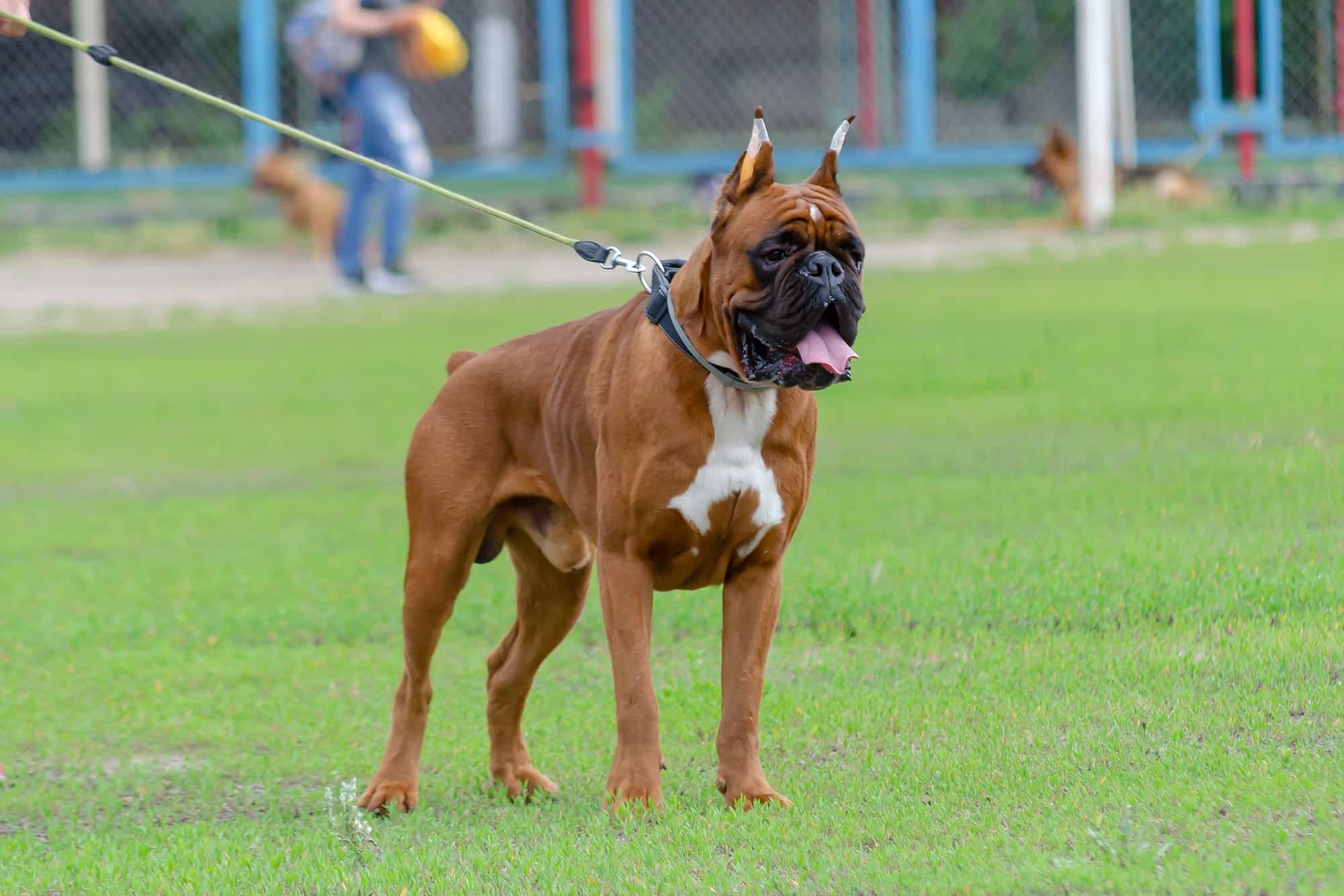Why Are Boxers Tails Docked? Everything You Need to Know