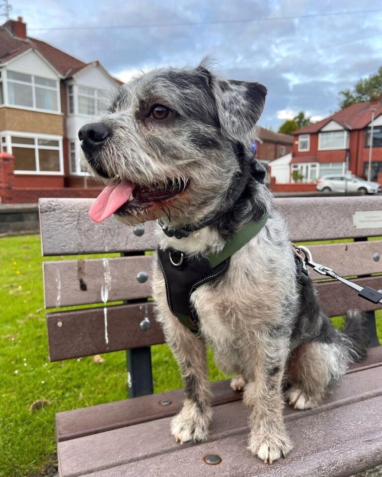 French Boodle (French Bulldog & Poodle Mix) Info, Pictures, Facts, FAQs