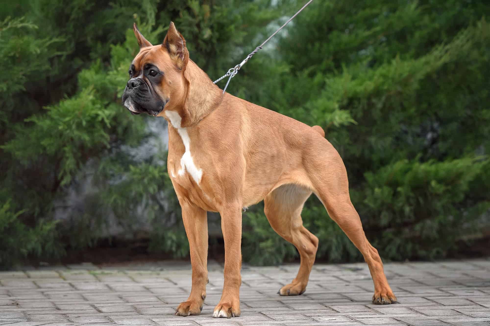Why Are Boxers Tails Docked? Everything You Need to Know