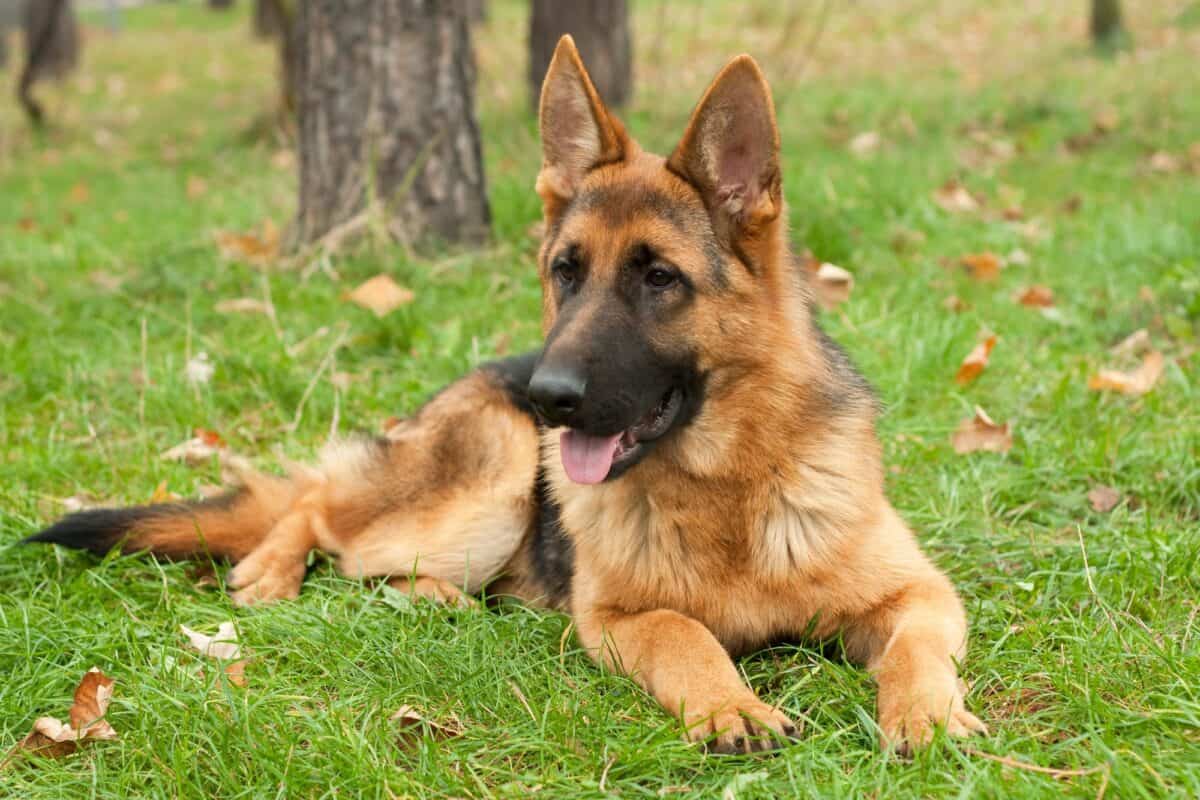 German Shepherd dog in the forest