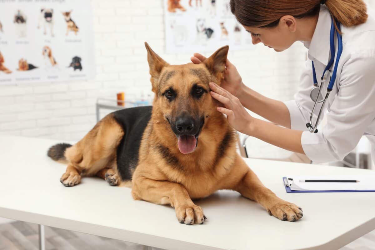 How Long Do German Shepherds Live Average Lifespan FAQ